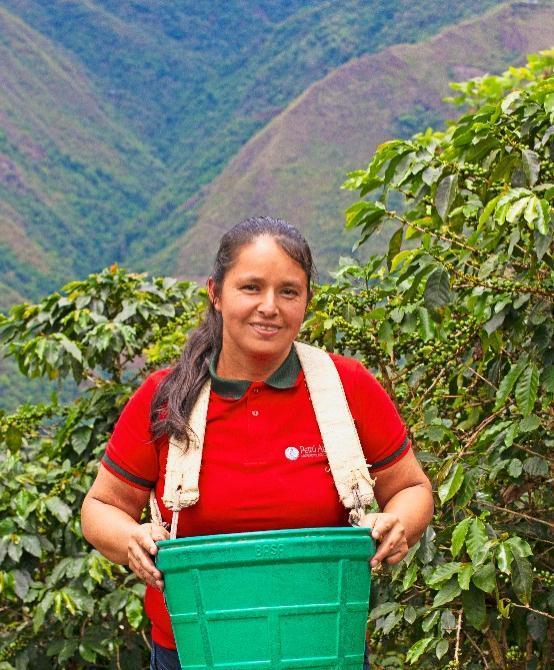Productora de Perú Andino durante la cosecha de café