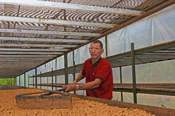 Secado de café en instalaciones de la cooperativa